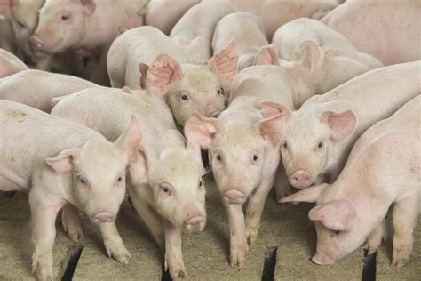 Help Wanted Pig Farmers Need More Workers Agweb