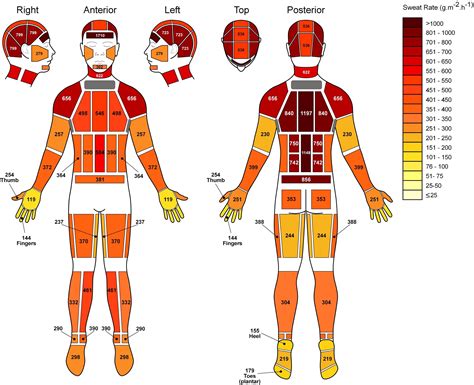 Human Body Heat Map