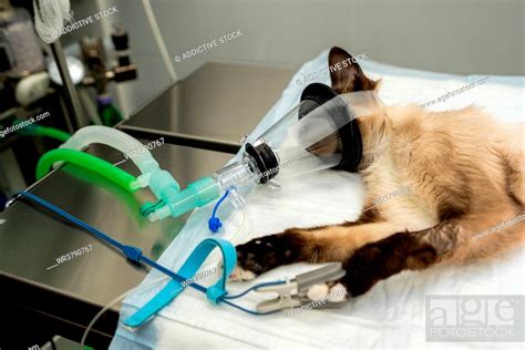 Cat Anesthesia Veterinary Medicine Stock Photo Picture And Royalty