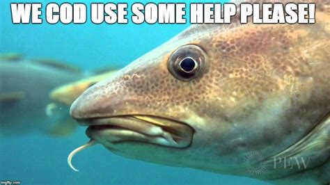 We Cod Use Some Help Please Haha Lol Meme Funny Fish Help