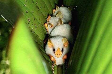 Honduran White Bats Cute Animals Animals Beautiful Albino Animals