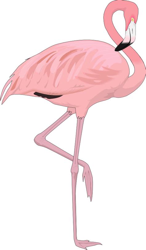 Free Cartoon Flamingo Images Download Free Cartoon Flamingo Images Png