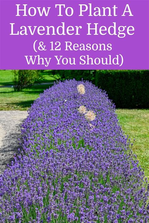 How To Plant A Lavender Hedge And 12 Reasons Why You Should Planting Lavender Outdoors Front