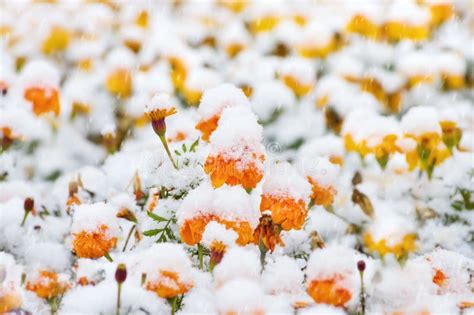 Snow Covered Flowers Stock Image Image Of Frost Beauty 100959871