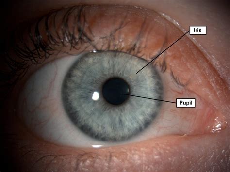 Iris And Pupil Gene Vision