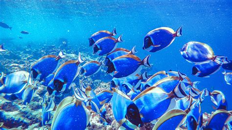 Shoal Of Blue Fish Underwater Hd Animals Wallpapers Hd Wallpapers