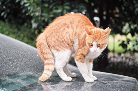 Why Cats Arch Their Backs Joy Of Living