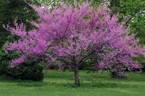 Great Spring Flowering Trees Merrifield Garden Center