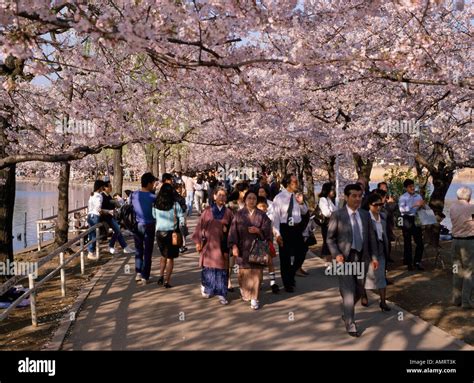 Hanami Cherry Blossom Viewing Crowds In Ueno Park Tokyo Japan Stock