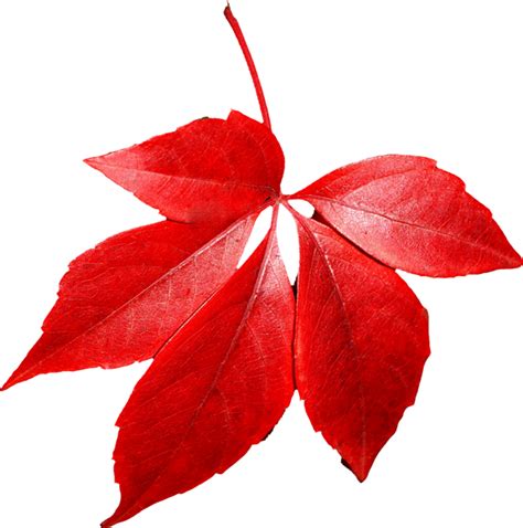 Download Autumn Leaf Png Image For Free