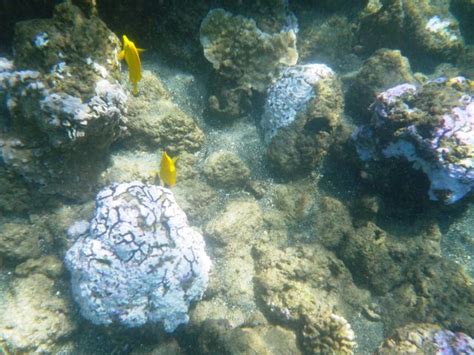 Aquarium Fishing Ban Proposed To Aid Bleached Reefs West Hawaii Today