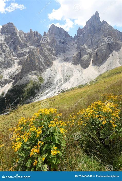 Yellow Flowers Of Arnica Montana And The Mountains Of The Dolomites In