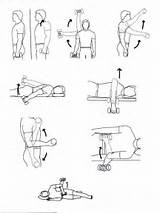 Photos of Upper Limb Muscle Strengthening Exercises