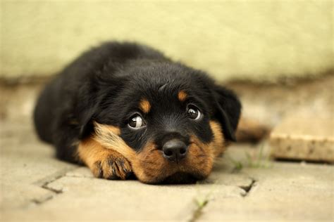 Lying Cute Rottweiler Puppy Dog Free Image Download