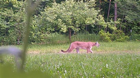 Cougar Spotted In Michigan S Upper Peninsula Dnr Confirms