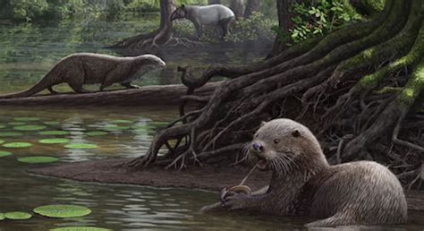 The Presurfer Wolf Sized Otters Prowled The World Six Million Years Ago