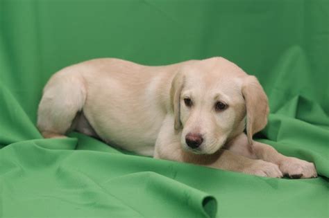He's growing up to love working with labrador puppies. Brandy , The Labrador Retriever: Cute Yellow Labrador ...