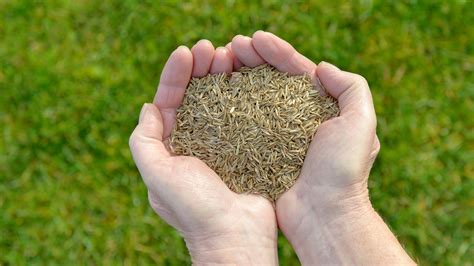 How To Plant Grass Seed The Best Ways To Sow And Grow A Lawn Fast Gardeningetc