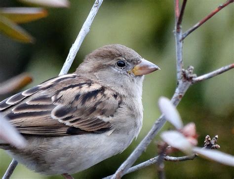 House Sparrow Baldwin Ny January 4 2015 Jay Koolpix Flickr