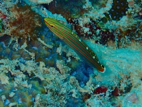 40 Red Spotted Goby Stock Photos Pictures And Royalty Free Images Istock