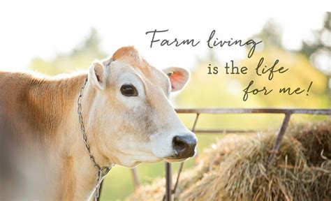 Farm Girl Quotes Cow Quotes Livestock Quotes Sweet Cow Farms Living
