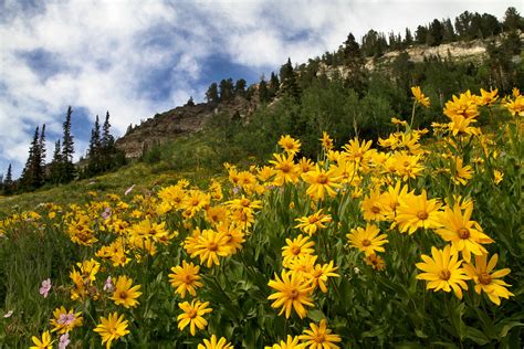 Mountain Wildflowers Near Alta Utah Arbyreed Flickr