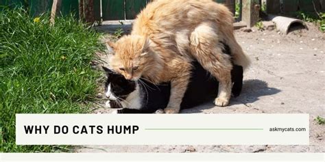 Why Do Cats Hump Blankets Classified Mom