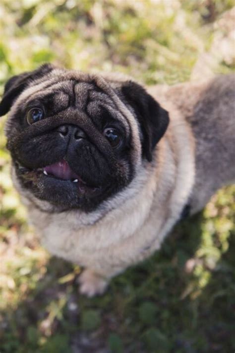 Cute Pug With Opened Mouth On The Green Grass Looking Up To Camera