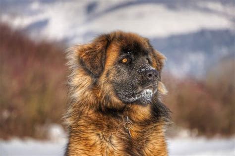 The Leonberger A Comprehensive Guide To The Lion Like Gentle Giant
