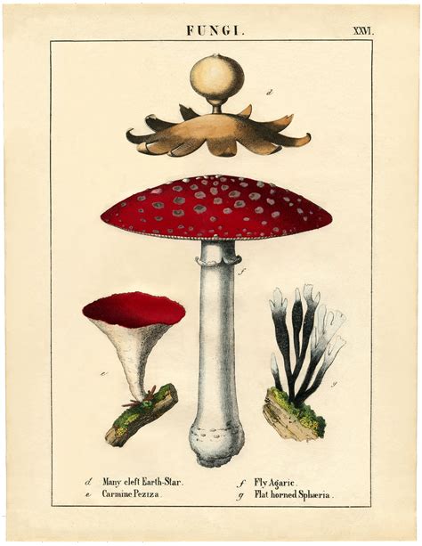27 Mushroom Images Vintage The Graphics Fairy