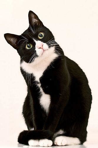 10 Facts About Tuxedo Cats Waffles The Cat