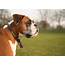 Boxer Dog Breed Information And Pictures  All About Dogs