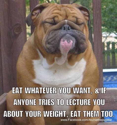 Pin By Seemonil Nargolwala On Pets Funny Animals Funny Dog Memes