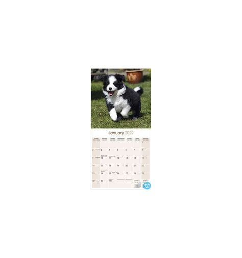 Kalender 2022 Border Collie Puppies Online Kopen