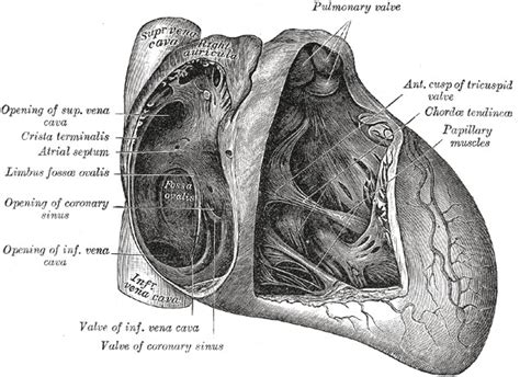 Figure Anatomy Of The Heart Pulmonary StatPearls NCBI Bookshelf