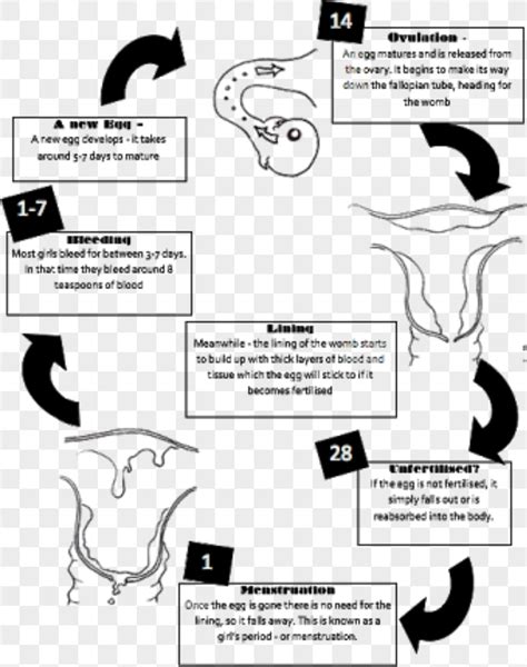 Diagram With Diagram Explain Menstrual Cycle Mydiagramonline