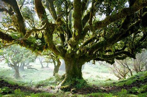 Enchanted Tree Into A Fairy Realm Pinterest