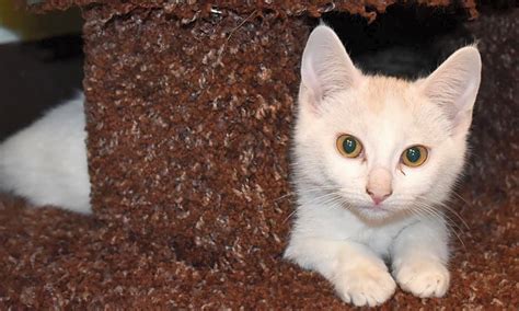 Look at pictures of kittens in las vegas who need a home. These Las Vegas-based kittens are up for adoption and in ...