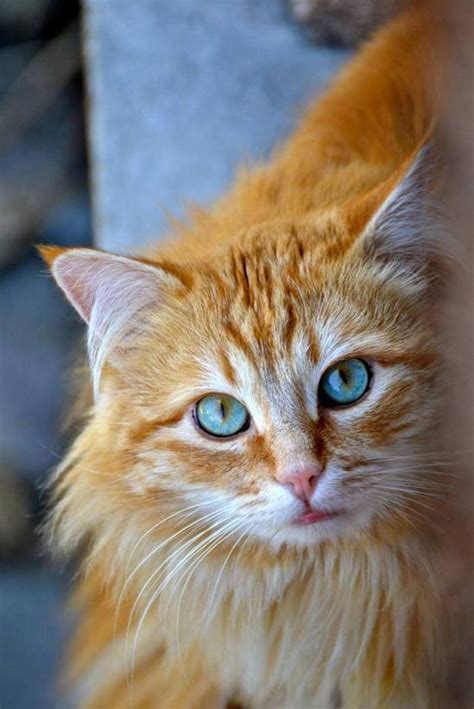Beautiful Long Haired Orange And White Cat With Gorgeous Blue Eyes Hva