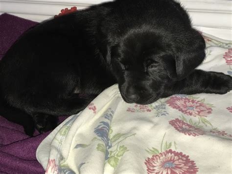 One year health quarantee labrador puppies. View Ad: Labrador Retriever Litter of Puppies for Sale ...