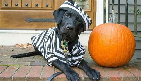 Labrador Halloween Costumes