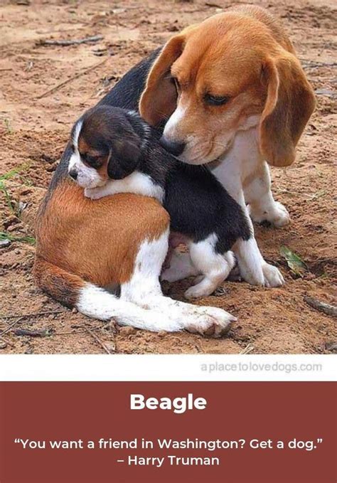 The cheapest offer starts at £1,350. Beagle Puppies South Florida