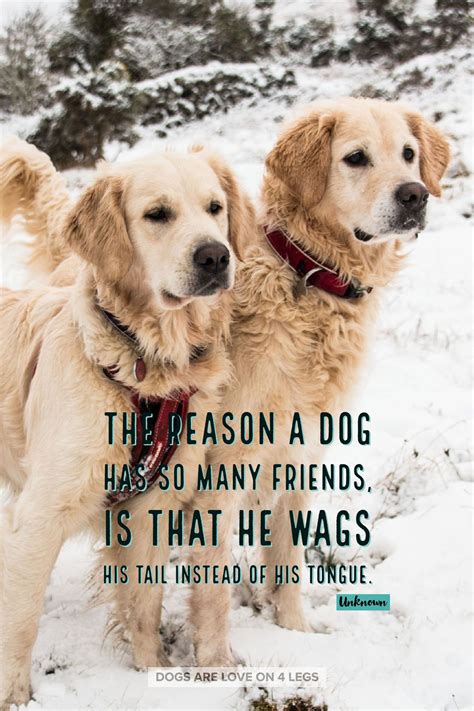 The Reason A Dog Has So Many Friendsdog Dog Quotes Inspirational