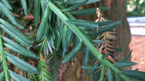 Coastal Redwood Leaves And Branch Close Up August 2018 Coastal