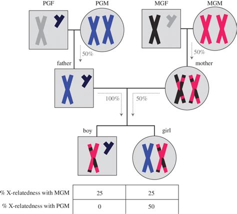 A recessive trait is expressed only in homozygous state in diploids as its effect is masked by presence of dominant allele in the heterozygous condition. X-Chromosome relatedness between grandmothers and grandchildren. For... | Download Scientific ...