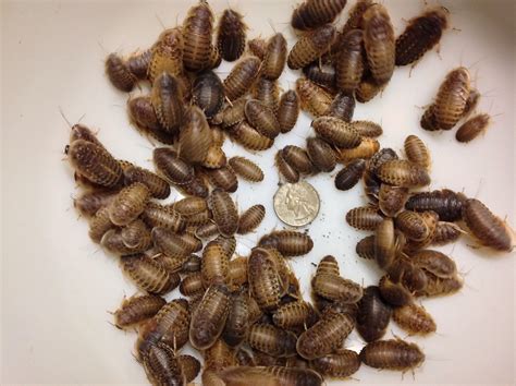 Buy Dubia Roaches 100 Large Online At Desertcartcanada