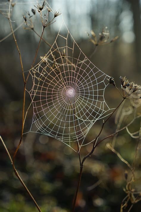 Shallow Focus Photography Of Spider Web Photo Free Spider Image On