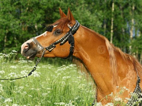 Handsome Arabian Horse Stallion With A Beautiful Headbay Arabian Horse