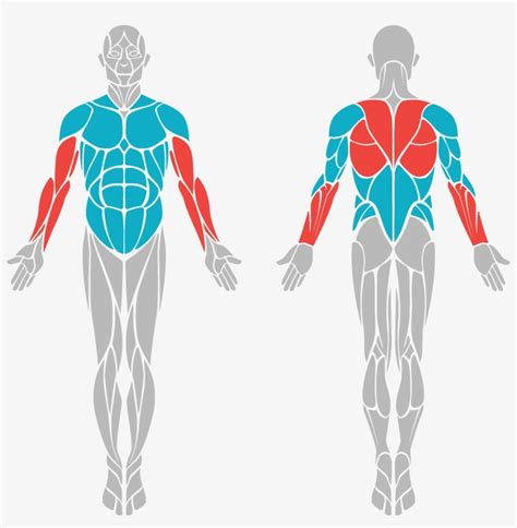 Body Benefits Body Muscle Diagram Vector Transparent Png 2346x2286