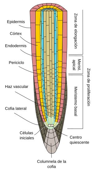 Tejidos Vegetales Meristemo Primario Radicular Atlas De Histología